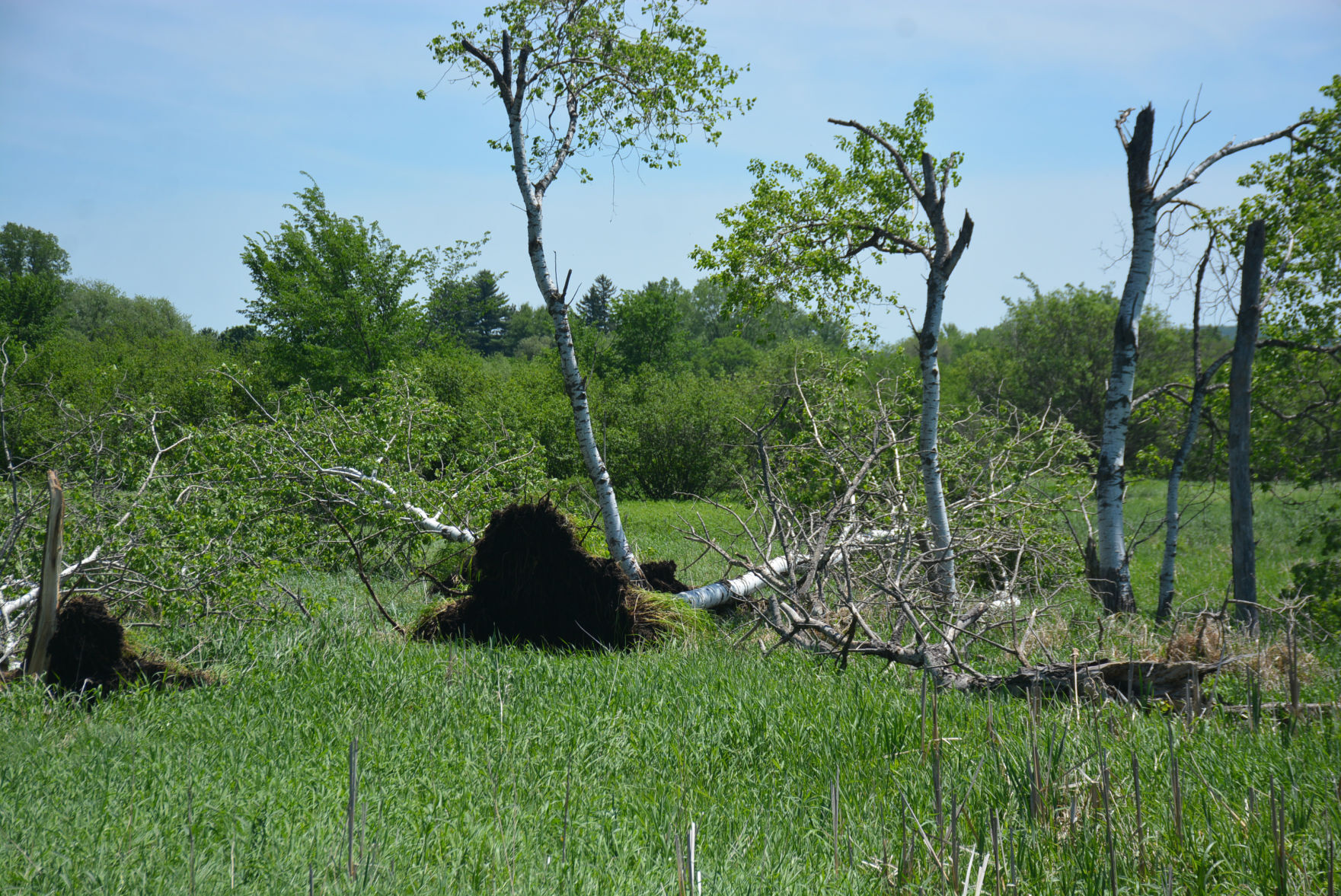 Storm damage 4